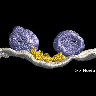 >> Movie